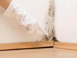 Trusted South Jacksonville, IL Mold Inspection Experts